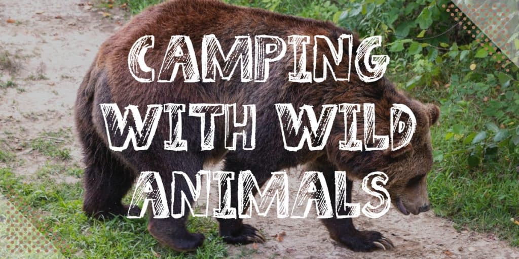 Camping with wild animals
